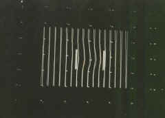 ncsu-17.jpg (42924 bytes)